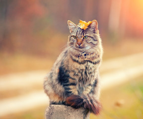 Siberian cat sitting on a wooden post © vvvita