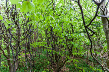 Gespensterwald Nienhagen
