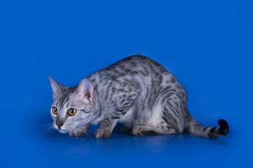Savannah kitten isolated on blue background