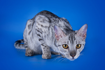 Savannah kitten isolated on blue background