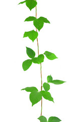 Fototapeta na wymiar ivy plant