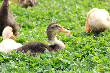 ördek, yaban ördeği