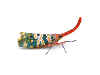 Lanternflies, FULGORID PLANTHOPPERS ,Lantern Bugs isolated on wh