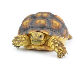 turtle isolated on white background