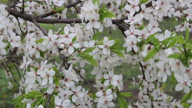 Branch of a blossoming plum sways in the wind