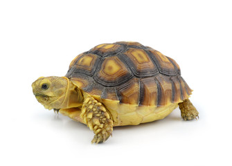 turtle isolated on white background