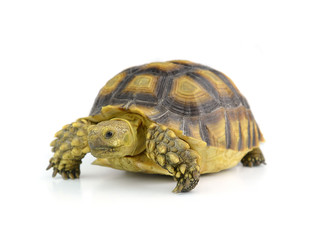 Naklejka premium turtle isolated on white background
