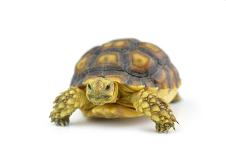 turtle isolated on white background