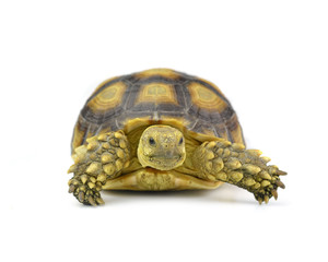 Obraz premium turtle isolated on white background