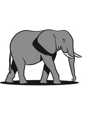 Fototapeta premium Elephant animal Africa