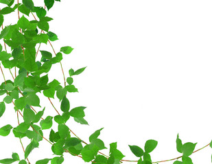 Obraz premium Green leaf ivy plant isolated on white background