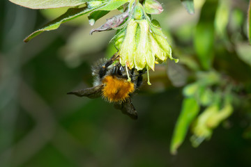 bumblebee bee