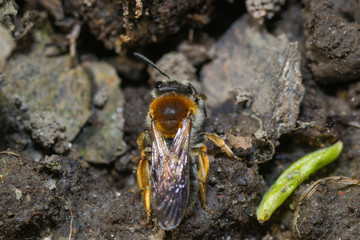 animals bee