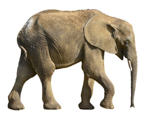 Fototapeta na wymiar Isolated African elephant