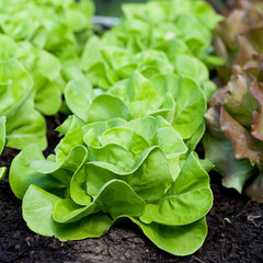 Rows of fresh lettuce plants in the garden