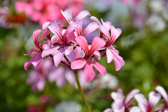 Closeup geranium flowers