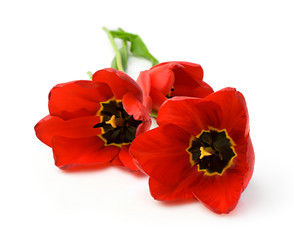 Three red tulips