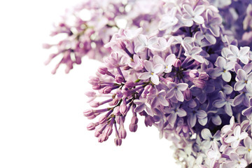 Beautiful lilac on white background, toned