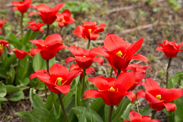 Fototapeta premium colorful tulips, tulips in spring