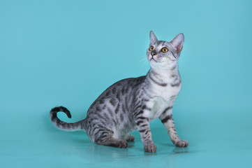 Savannah kitten isolated on blue background