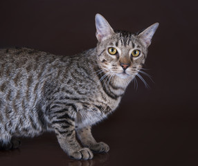 Savannah kitten on a brown background isolated