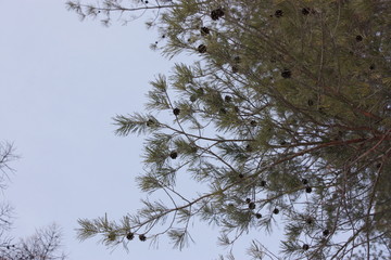 Ветви сосны на фоне неба © GMars