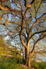Vertical view of big tree 