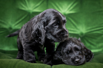 Cocker Spaniel Puppies