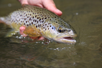 Closeup of brown trout caught by fisherman