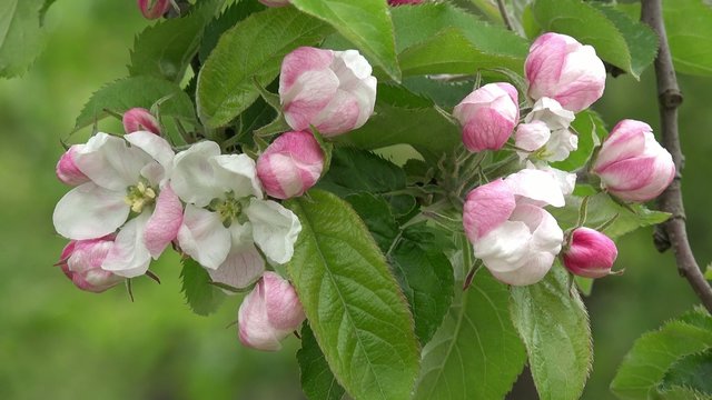 blossoms on apple tree