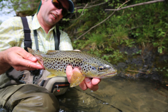 Fisherman holding recently caught brown trout