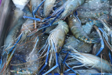 Fresh shrimp in the market
