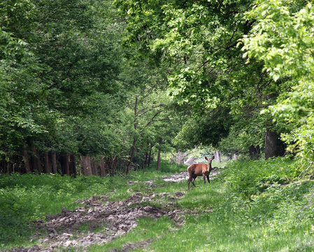Fototapeta deer doe in forest nature wildlife