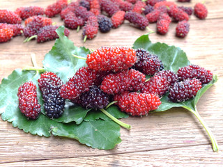 fresh organic mulberry focus on fruit of mulberry