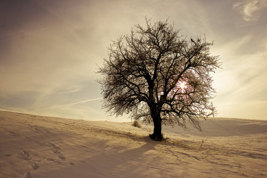 Winter III © rokateso