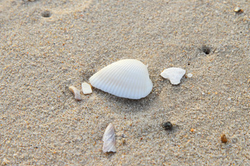 shell on the beach