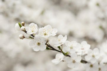 Apricot tree flower