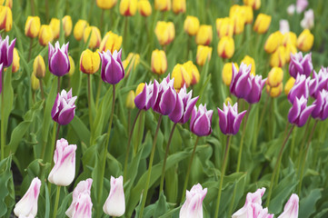 Multicolored tulips