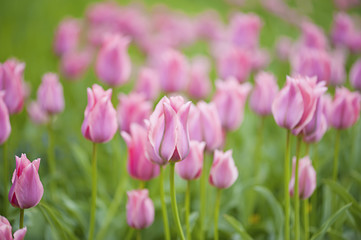 Pink beautiful tulips