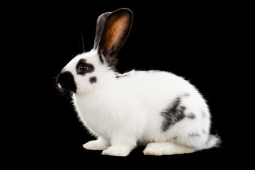 White rabbit