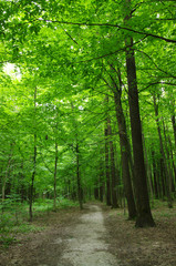 Obraz premium Trees