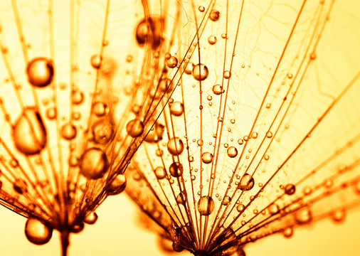 Fototapeta Dandelion seed