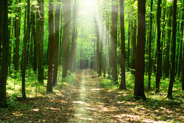  sunlight forest