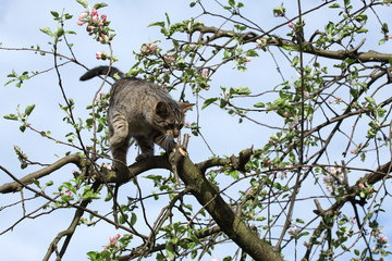 cat on the tree 