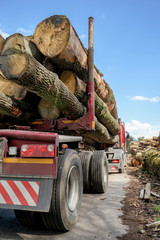 Holztransporter mit geladenen Baumstämmen von hinten