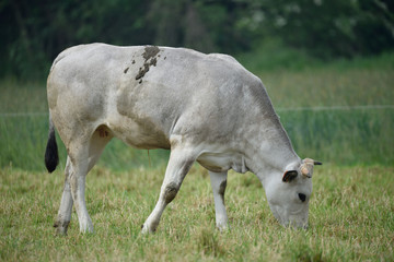 Bovini di allevamento