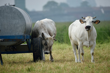 Bovini di allevamento