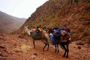 A pair of moroccan donkeys resting with their carriage on the ad