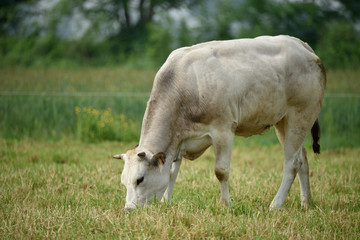 Bovini di allevamento