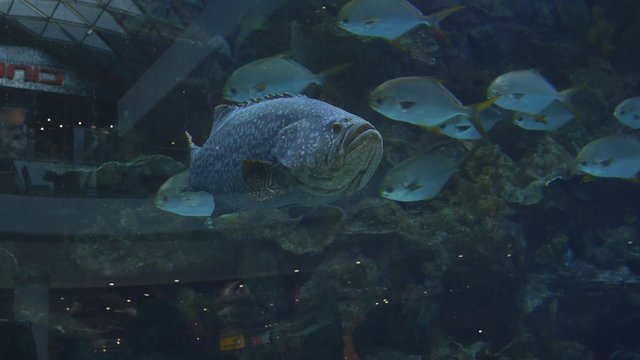 big fish in the aquarium